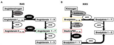 Angiotensin-Converting Enzyme 2 in the Pathogenesis of Renal Abnormalities Observed in COVID-19 Patients